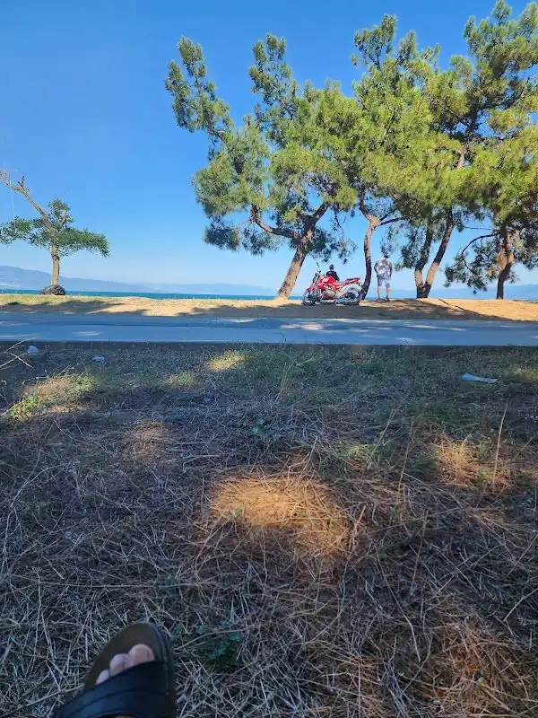 Göllüce Köyü (İznik) - Tirilye Zeytini Durağı - Fotoğraf 3