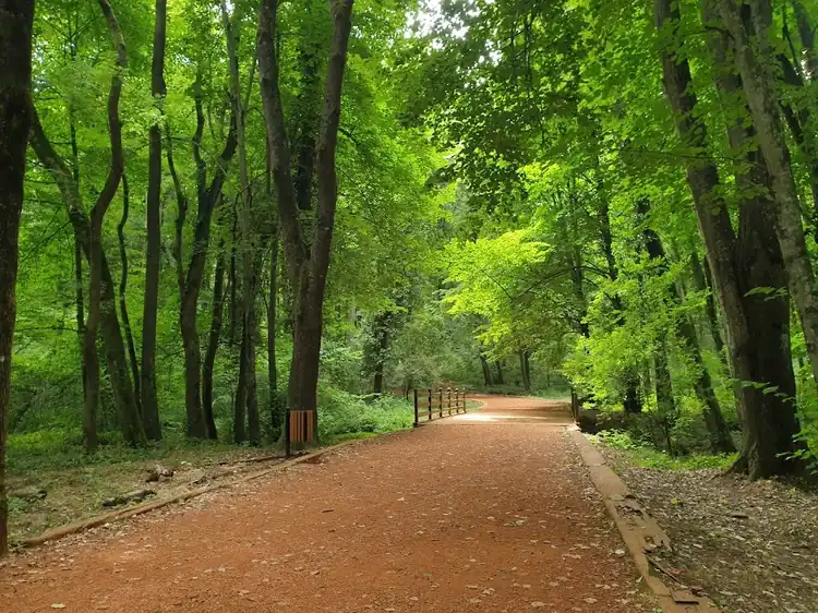 Belgrad Ormanı ve Bentler Bölgesi Sarıyer - Fotoğraf 3