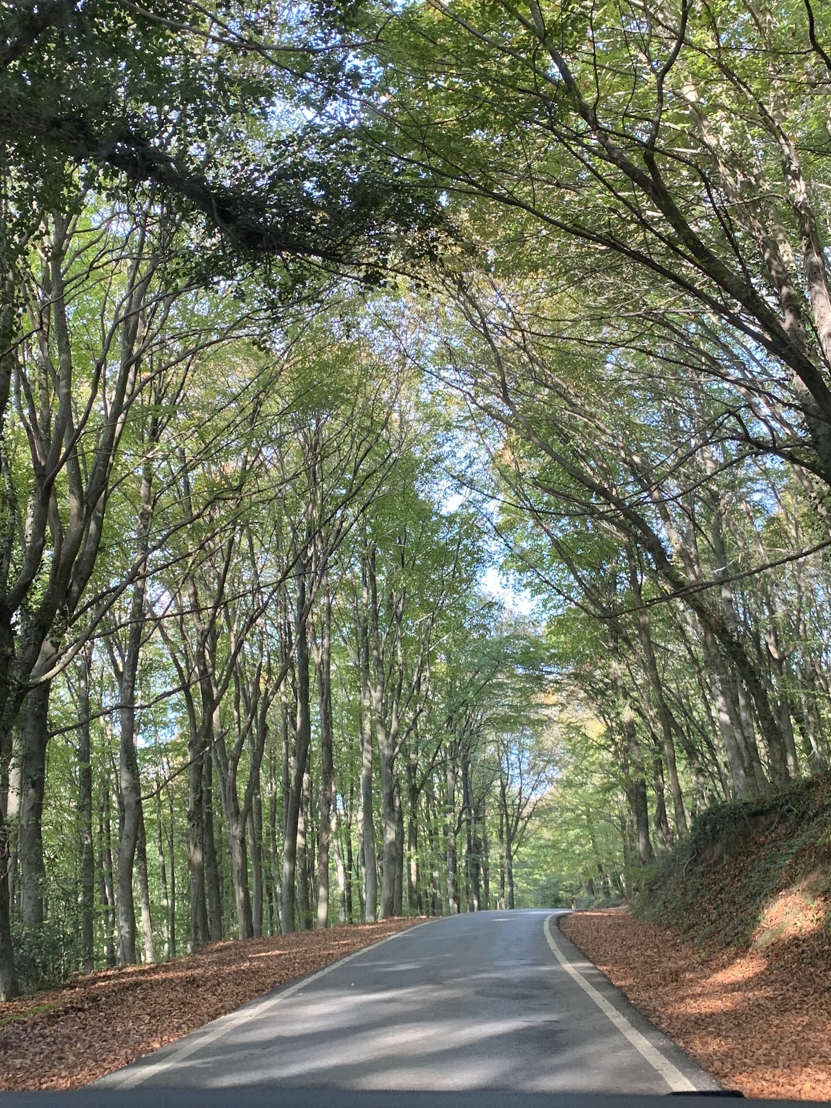 Atatürk Arboretumu Doğa, Botanik ve Belgrad Ormanı Yürüyüşü