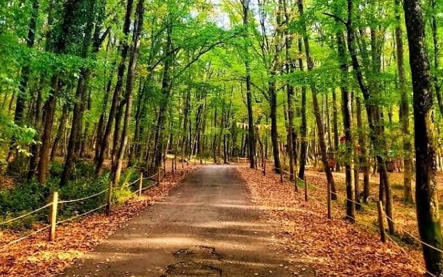 Belgrad Ormanı Doğal Kaynak Çeşmeleri ve Meşe Parkuru - Fotoğraf 1