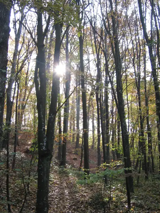 Belgrad Ormanı Doğal Kaynak Çeşmeleri ve Meşe Parkuru - Fotoğraf 3