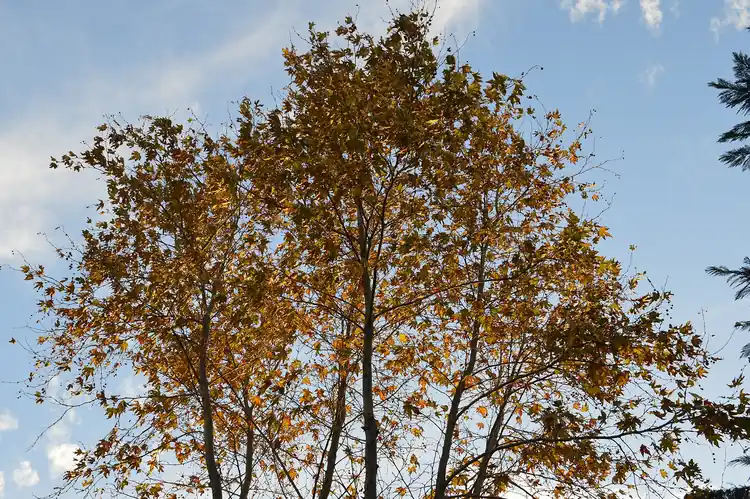 Atatürk Arboretumu