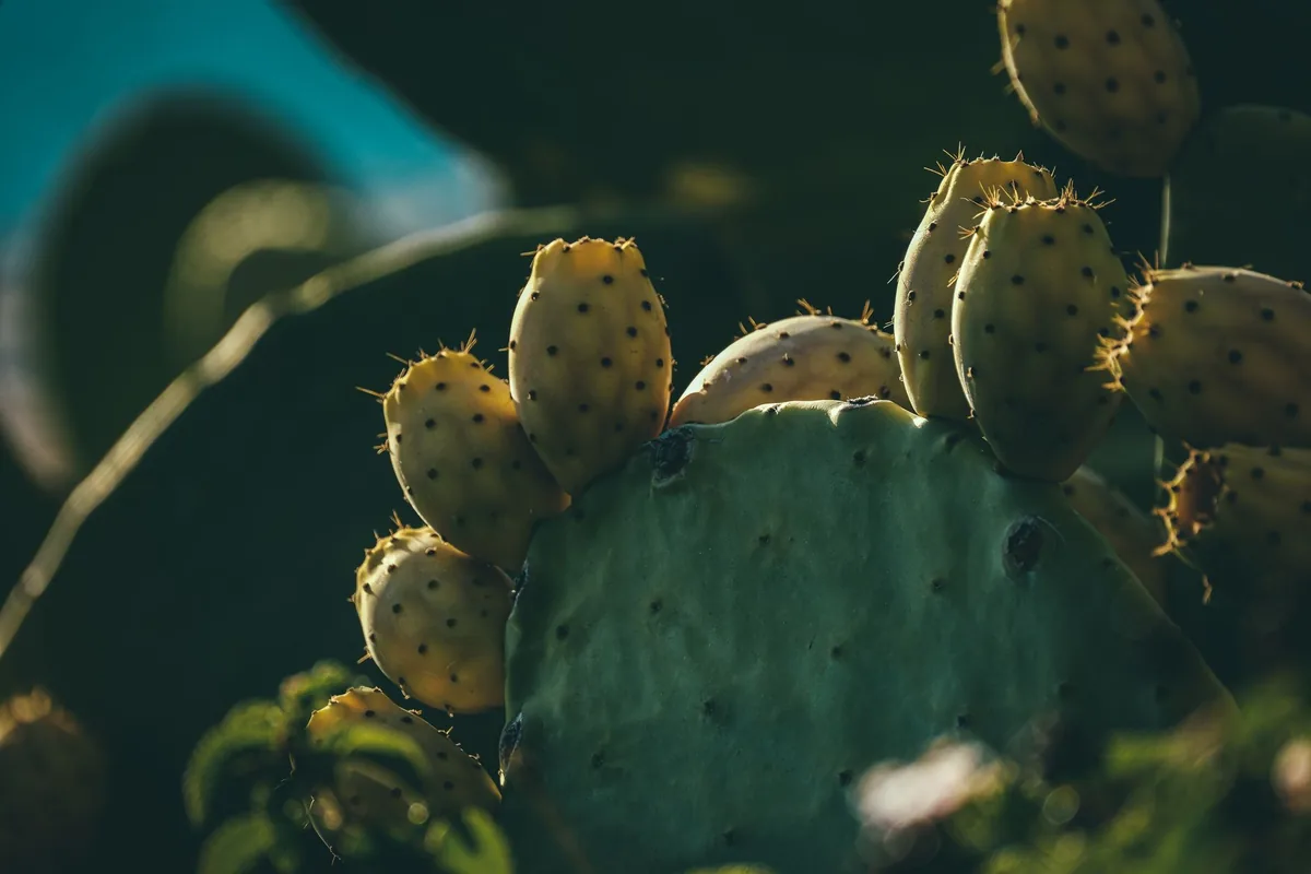 Macro shot of prickly pear cactus with ripe fruits in natural lighting.