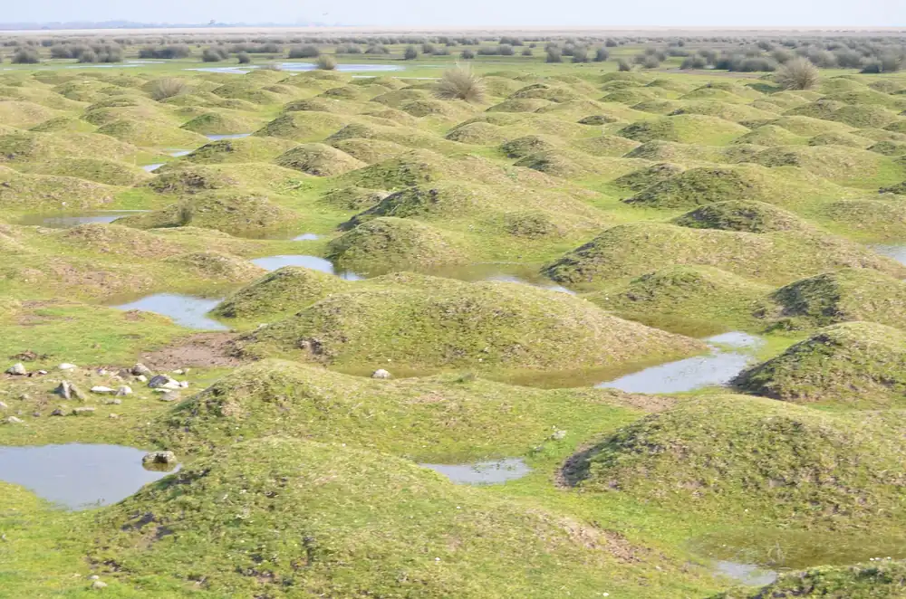Kızılırmak Deltası Doğanca Kamp Alanı - Fotoğraf 4
