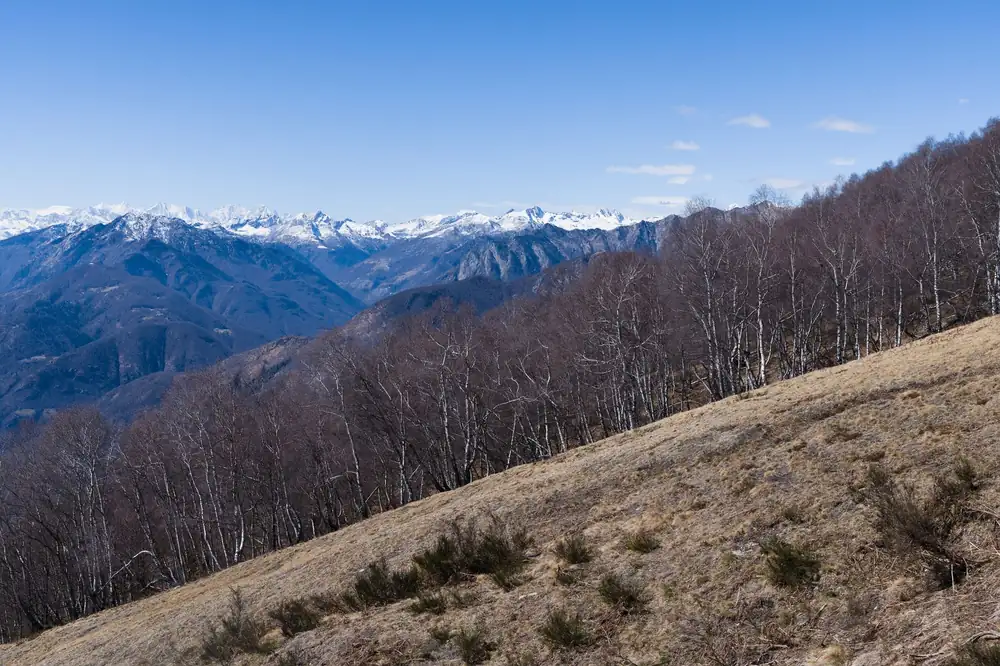 Stunning alpine landscape featuring birch trees and snow-capped mountains under a clear blue sky.