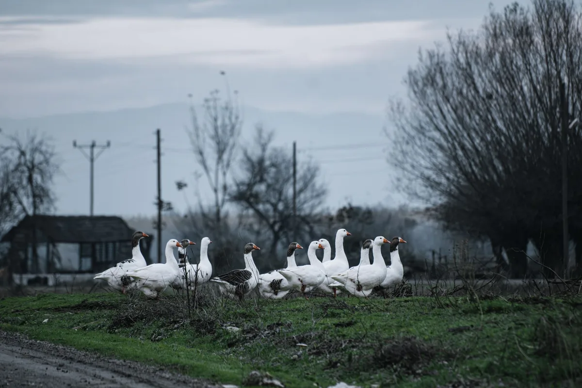 A group of geese walks on a rural farm setting during winter, with overcast skies overhead.