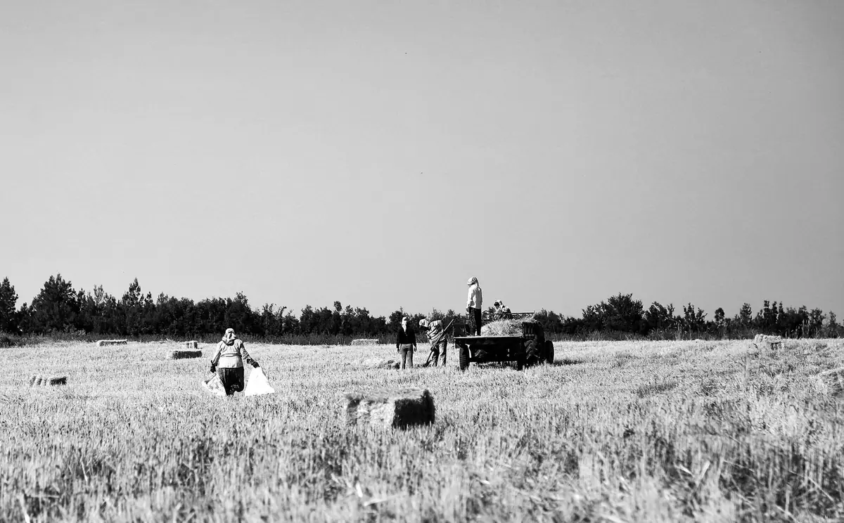 Black and white image of farmers working in a rural field with a tractor.