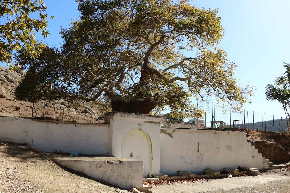 Çanakkale Gelibolu Tayfur Koyu Sakin Kıyı Kampı