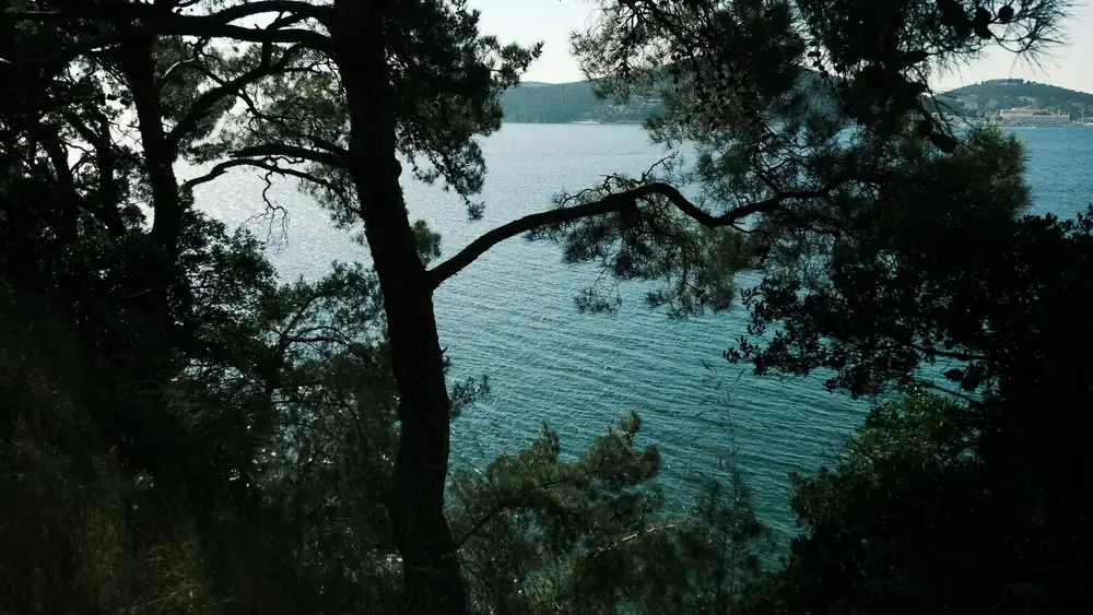 A beautiful seaside view framed by lush pine trees, capturing tranquility.