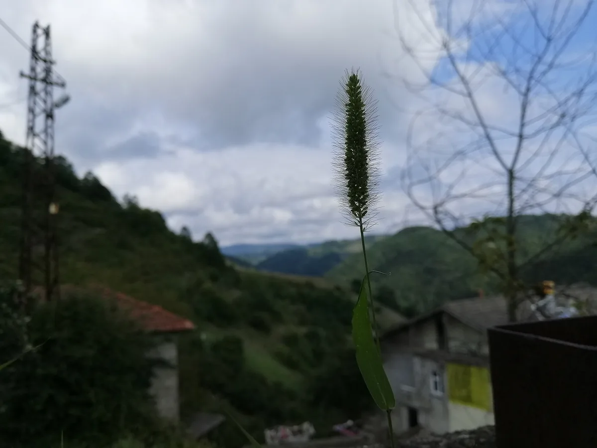 Aşağı Kandilli Tarihi Enstitüsü & Varagel Hattı - Fotoğraf 3