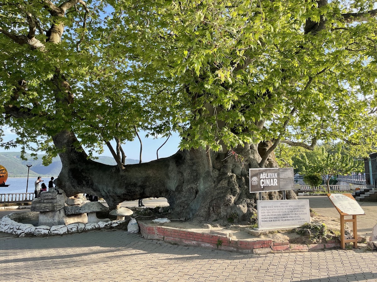 Gölyazı ve Ağlayan Çınar Nilüfer Bursa - Fotoğraf 2