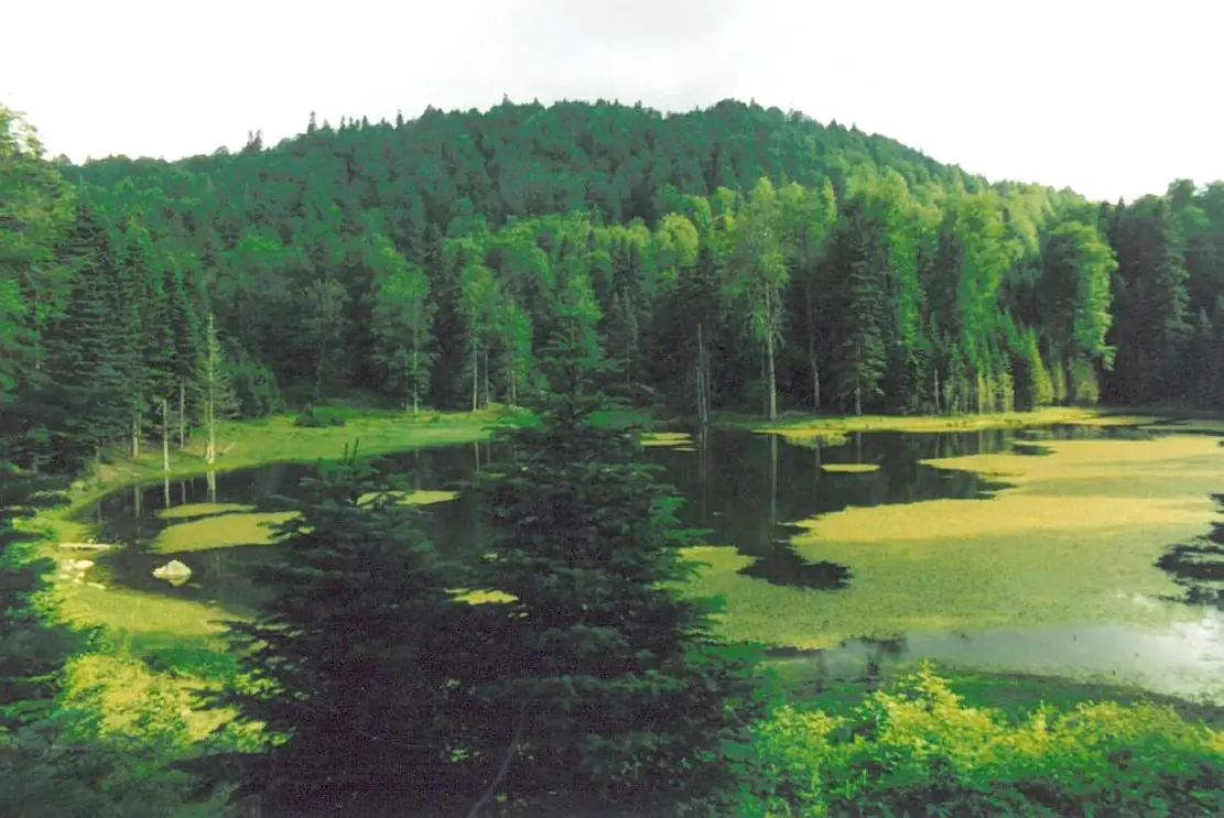 Torkul Göleti