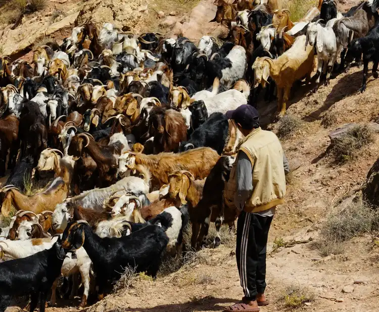 A shepherd guides a large herd of goats outdoors in Dana Biosphere Reserve, Jordan.