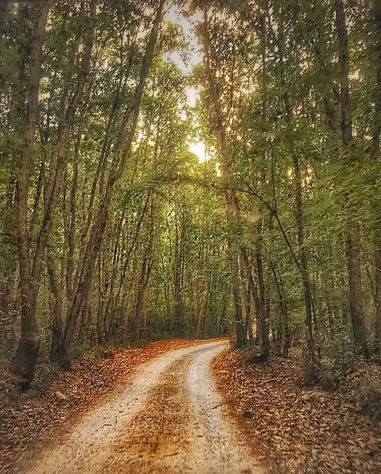İğneada Longoz Ormanları Milli Parkı