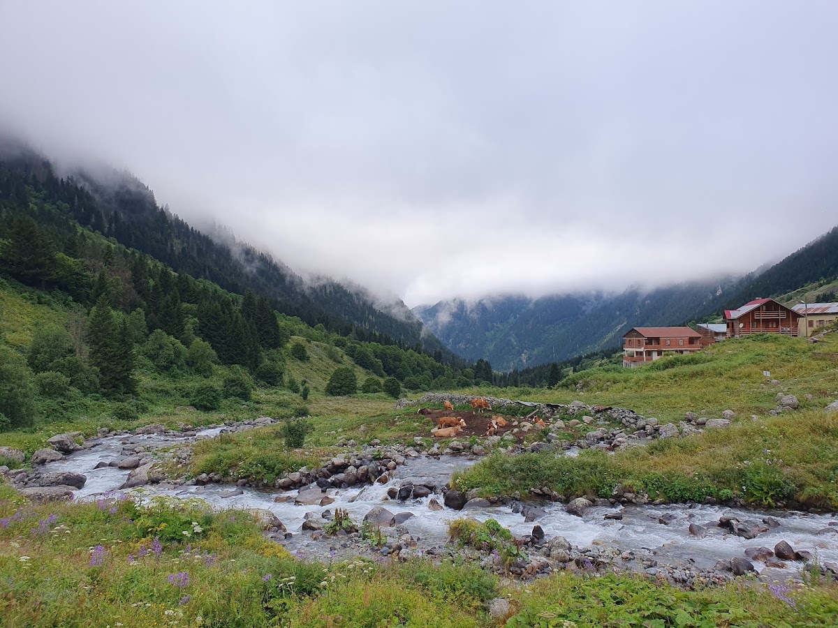 Elevit Yaylası Çamlıhemşin Rize - Fotoğraf 2