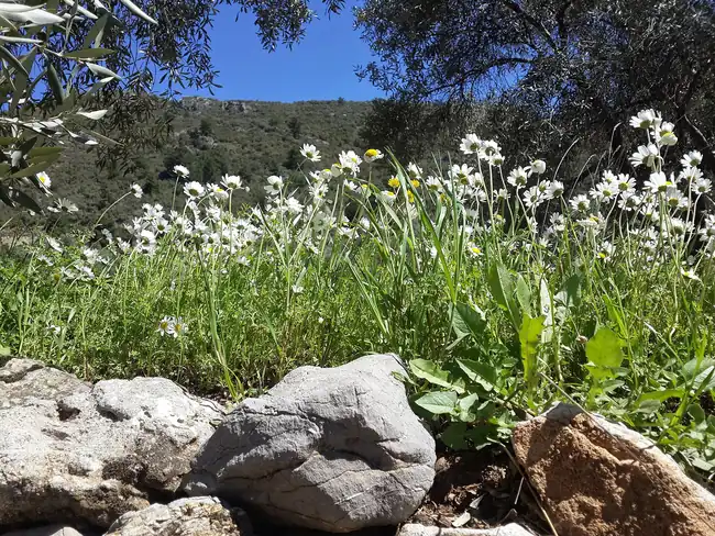 Kadyanda Antik Kenti (Geyran Dağı) - Fotoğraf 3