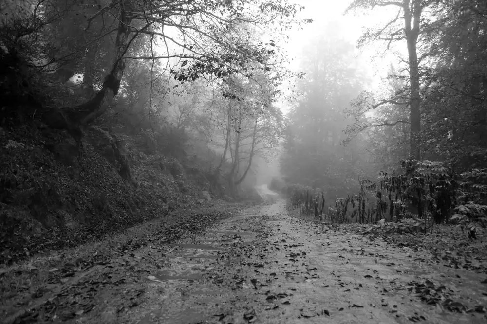 Black and white view of a foggy dirt road in a dense forest, creating a mysterious outdoor landscape.