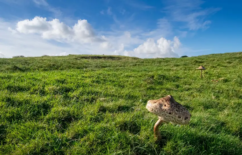 Close-up of wild mushrooms in a lush green field under a bright blue sky with clouds.