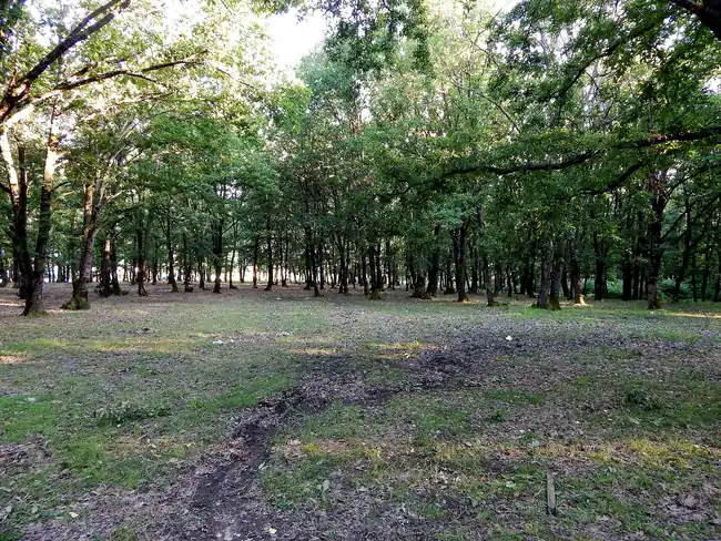 İğneada Longoz Ormanları ve Mert Gölü Kuş Gözlem Kulesi - Fotoğraf 3