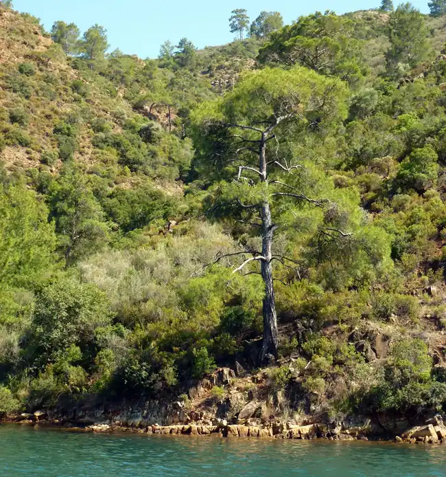Kille Koyu (Dalaman) - Fotoğraf 3