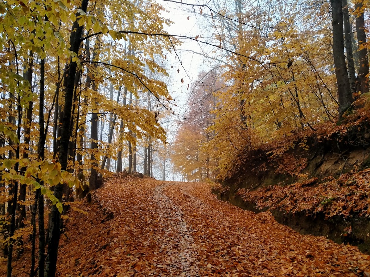 Kartepe - Kırıntı Orman İçi Arazisi - Fotoğraf 1
