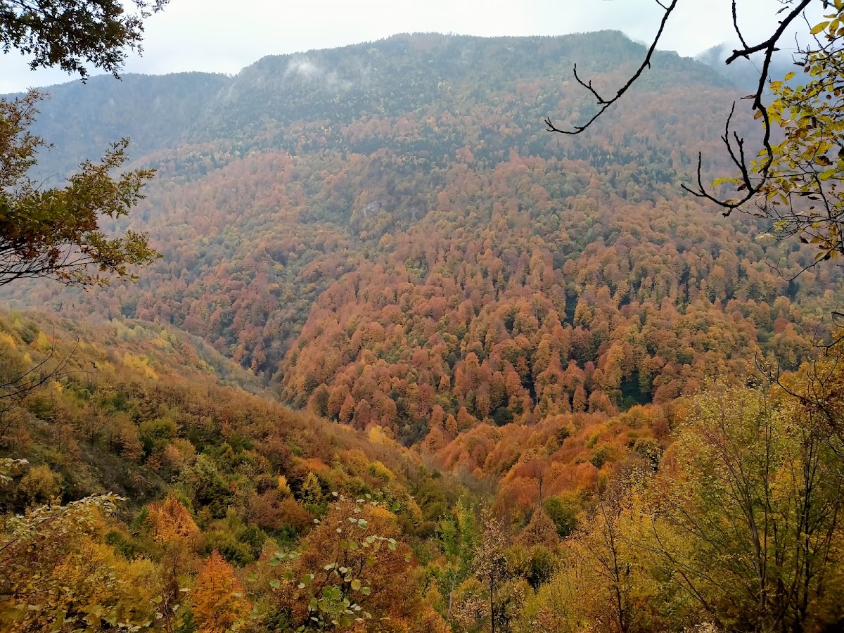 Kartepe - Kırıntı Orman İçi Arazisi - Fotoğraf 2