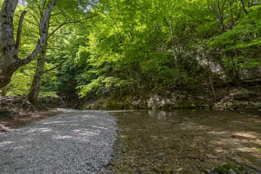 Peaceful forest scene with a clear river and vibrant green trees, perfect for nature lovers.