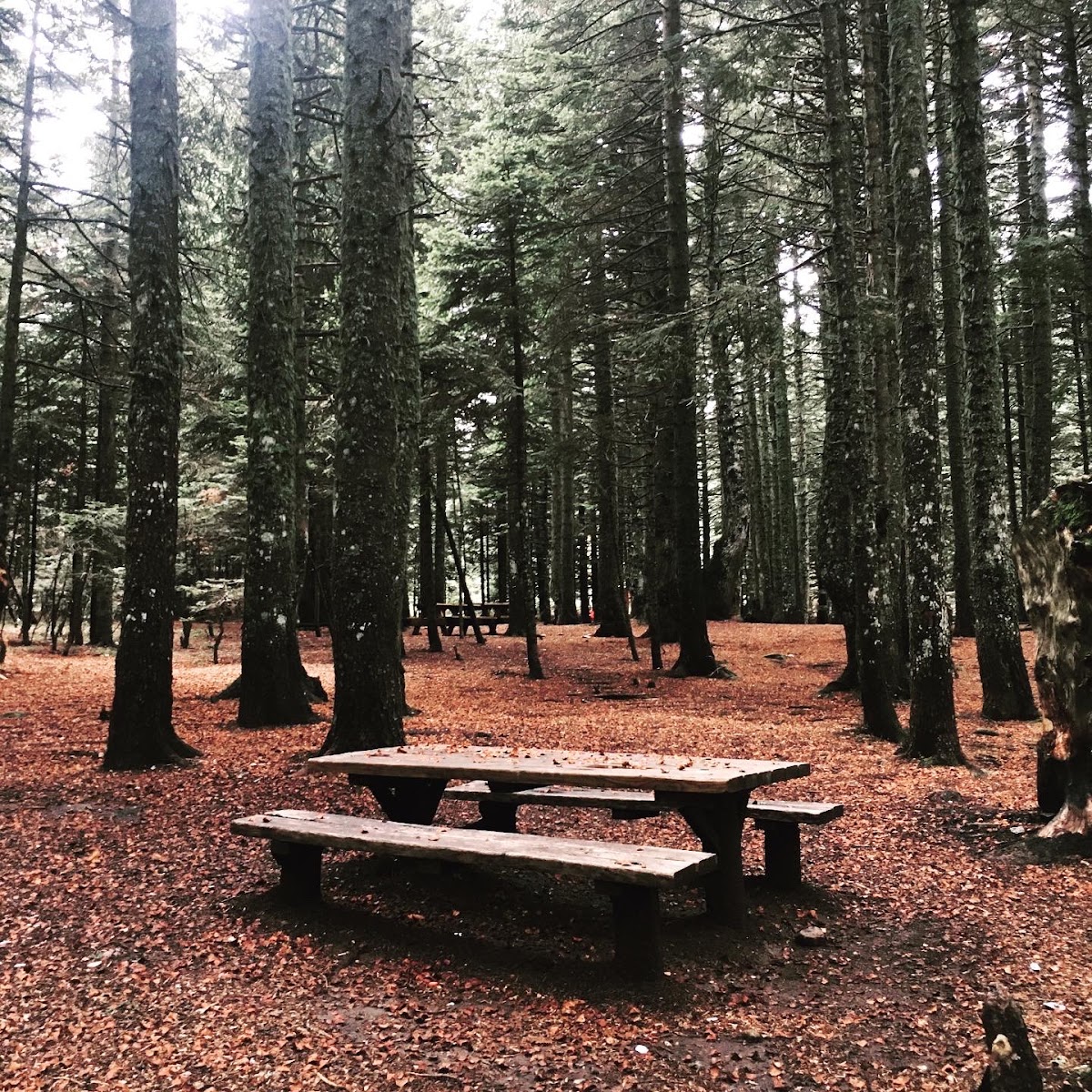 Uludağ Sarıalan Yaylası ve Karavan Alanı Bursa - Fotoğraf 3