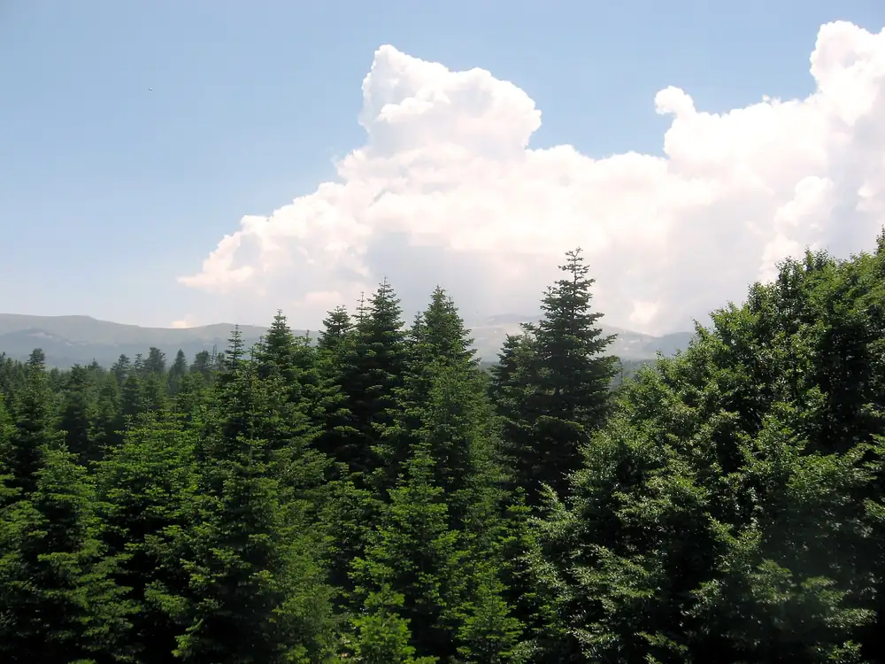 Uludağ Sarıalan Yaylası ve Karavan Alanı Bursa - Fotoğraf 4