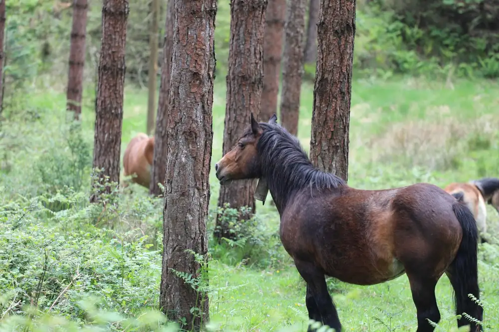 A tranquil scene of wild horses roaming freely among pine trees in a green forest.
