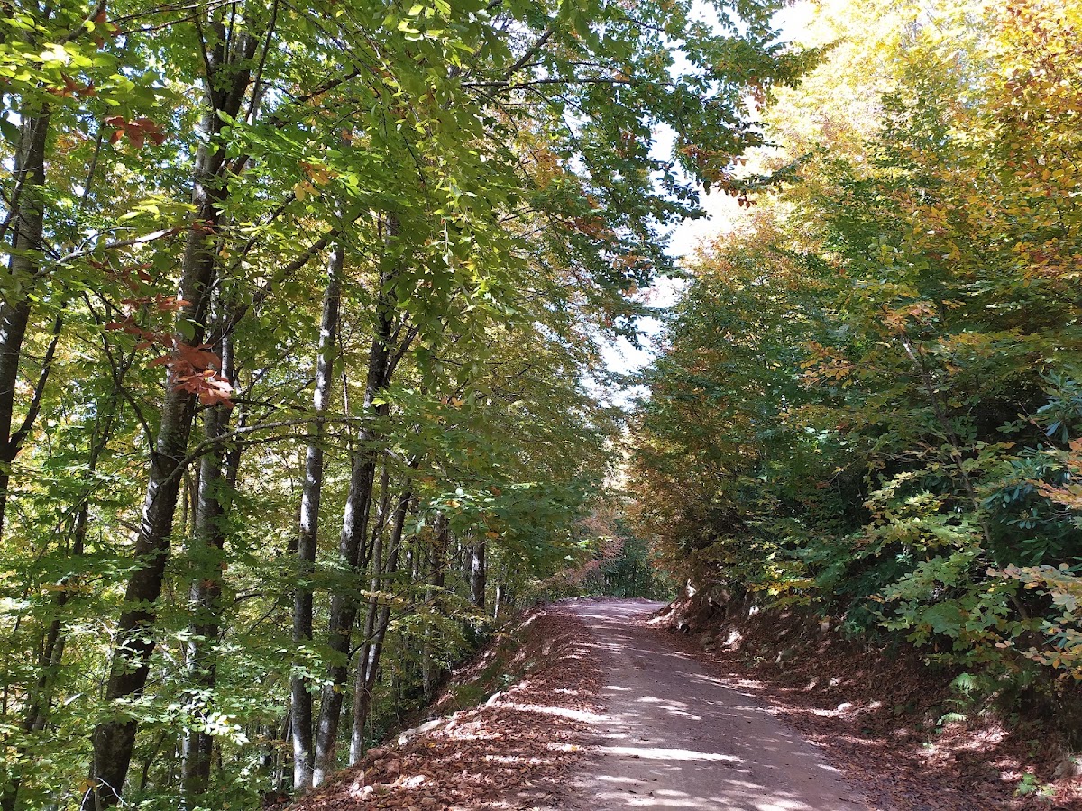 Altıoluk Yaylası - Fotoğraf 2