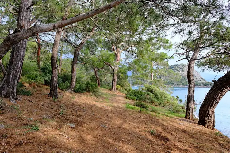 Serene view of a pine forest by the coast in Fethiye, Türkiye.