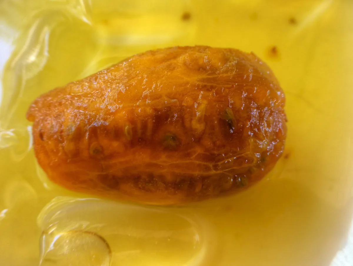 Palamutbükü Halk Plajı - Fotoğraf 3