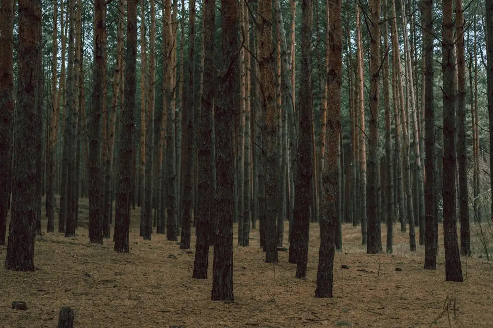 A tranquil pine forest with tall, dense tree trunks offering a serene nature view.