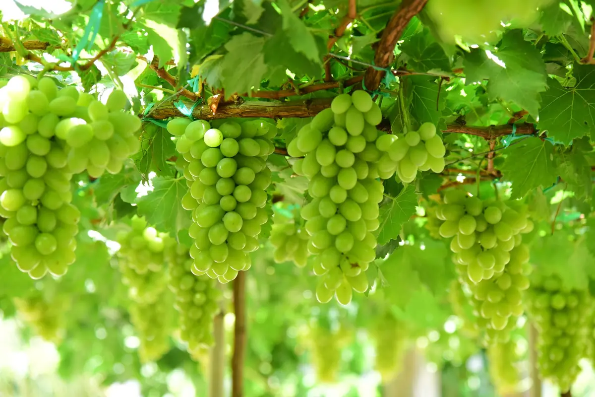 Clusters of ripe green grapes hanging from lush vineyard vines in sunlight.