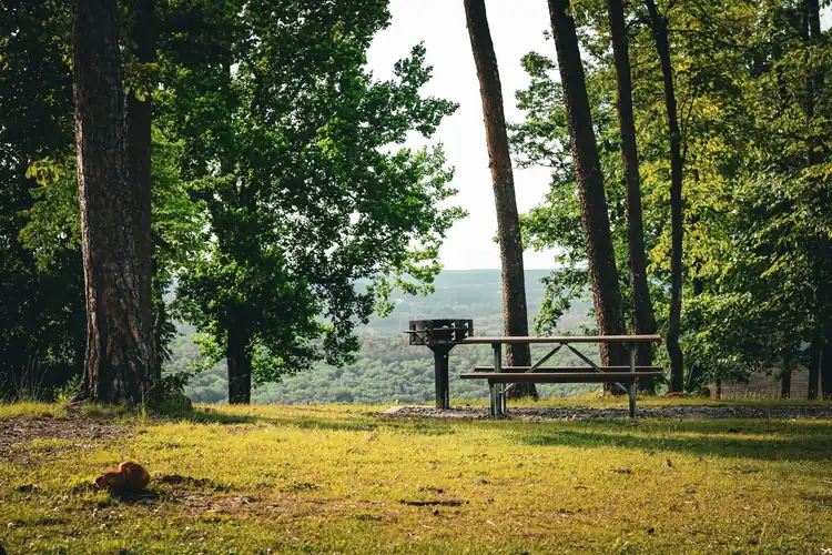 Tranquil outdoor setting with a picnic bench amidst a lush forest view.