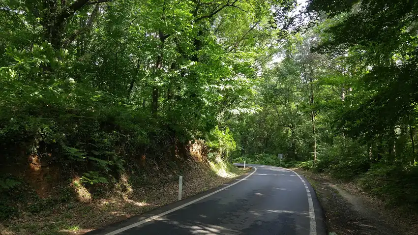 Belgrad Ormanı