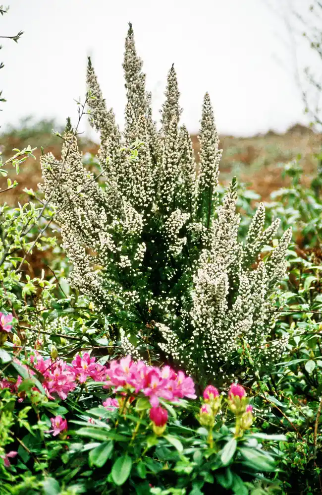 Bolu Dağı