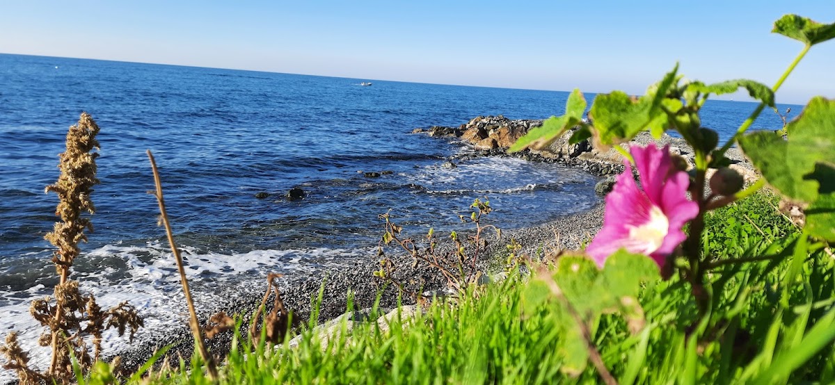 Esenköy ve Çınarcık Sahil Yolu - Fotoğraf 2